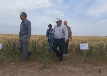 تامین بذر سالم موثر ترین گام برای تکمیل طرح الگوی کشت