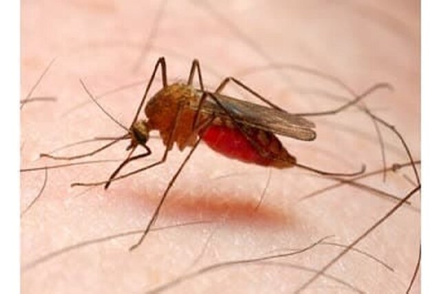 شناسایی ۵ مورد مثبت مالاریا در تربت‌جام