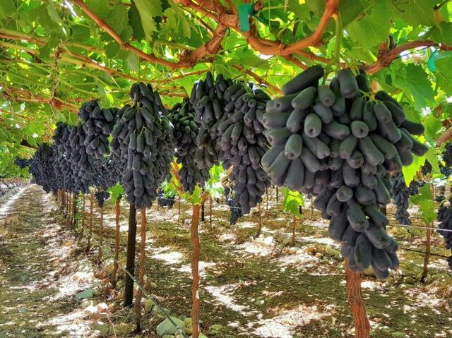 انگور "موندراپ" در خلیل‌آباد به ثمر نشست