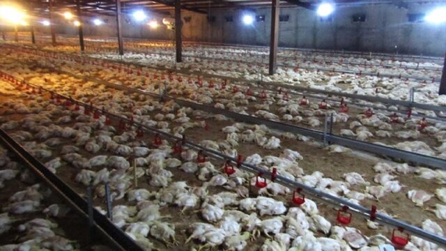 استحصال مرغ بدون مصرف آنتی‌بیوتیک برای اولین بار در فریمان