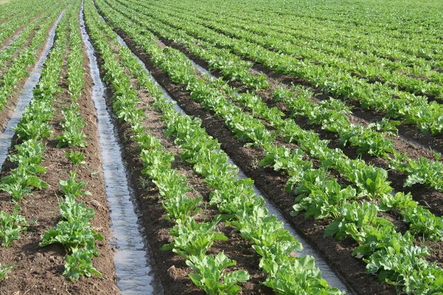 اصلاح الگوی کشت در کنار اصلاح ساختار بهره‌وری آب از دستاوردهای بخش کشاورزی است