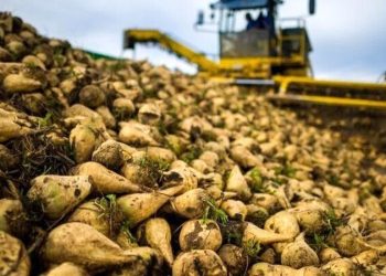 آغاز تحویل چغندرقند پاییزه استان گلستان توسط کارخانه قند جوین