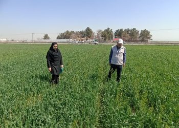 مبارزه با آفت سن غلات و تولید گندم عاری از سن زدگی در شهرستان مشهد