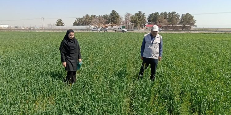 مبارزه با آفت سن غلات و تولید گندم عاری از سن زدگی در شهرستان مشهد