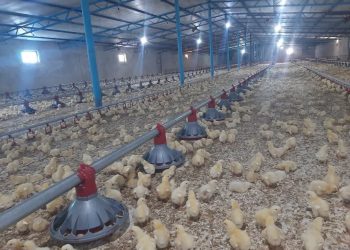 افزایش15 درصدی جوجه ریزی درمرغداری های شهرستان کاشمر درسال 1403
