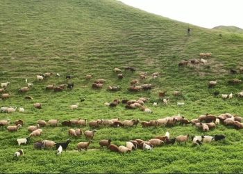 هشدار به دامداران درباره رعایت اصول چرای دام