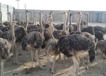 گفتگو با کارآفرین پرورش شترمرغ