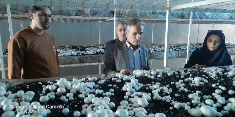 بهره برداری از اولین واحد پرورش قارچ صنعتی غرب خراسان در خوشاب همزمان با دهه مبارک فجر