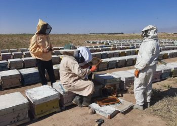 بیش از 31 هزار کیلوگرم عسل درشهرستان کاشمر تولید شد