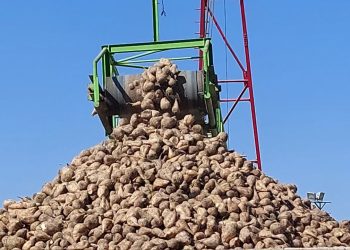 خرید چغندرقند در فیروزه از مرز 153 هزار تن عبور کرد