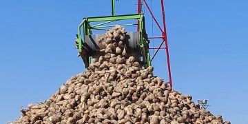 خرید چغندرقند در فیروزه از مرز 153 هزار تن عبور کرد