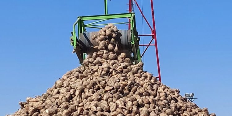 خرید چغندرقند در فیروزه از مرز 153 هزار تن عبور کرد