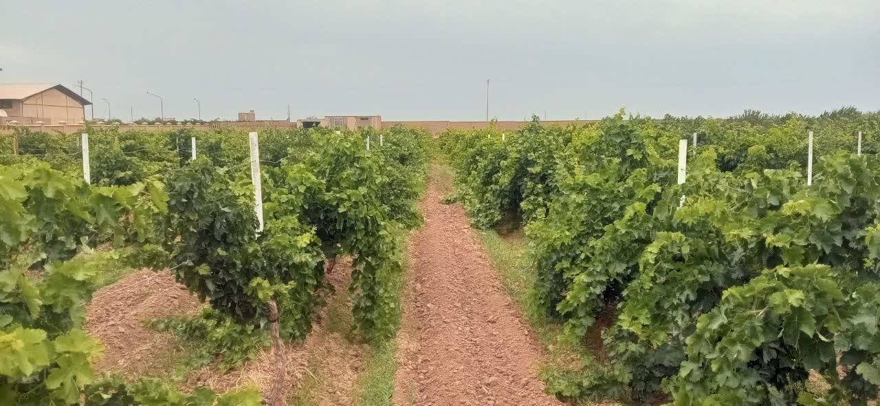 آغاز فصل برداشت انگور از سطح ۳۴۰۰هکتار از تاکستان های شهرستان کاشمر