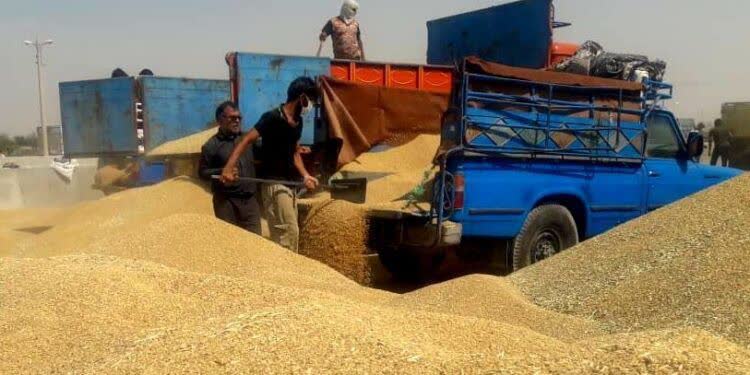 خرید تضمینی ۱۳ هزار تن گندم از کشاورزان نیشابوری